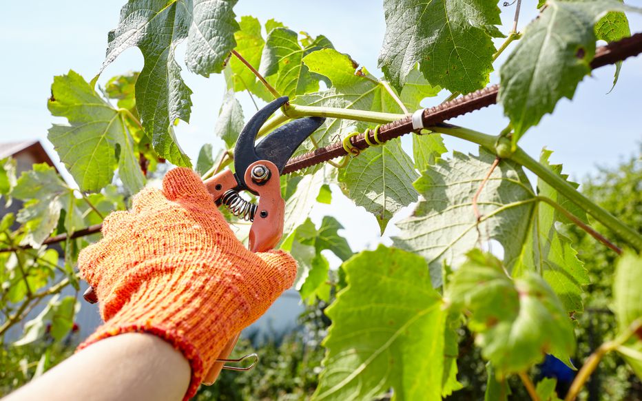 Le guide technique de la taille de la vigne