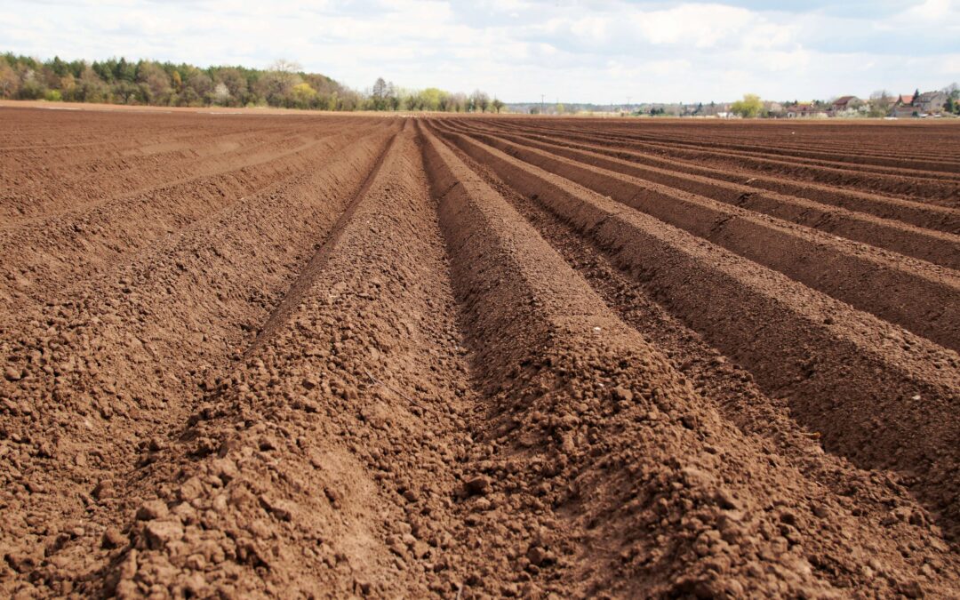 Comment préparer un sol fertile pour le maraîchage : le guide complet pour des cultures légumières performantes