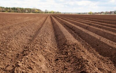 Comment préparer un sol fertile pour le maraîchage : le guide complet pour des cultures légumières performantes