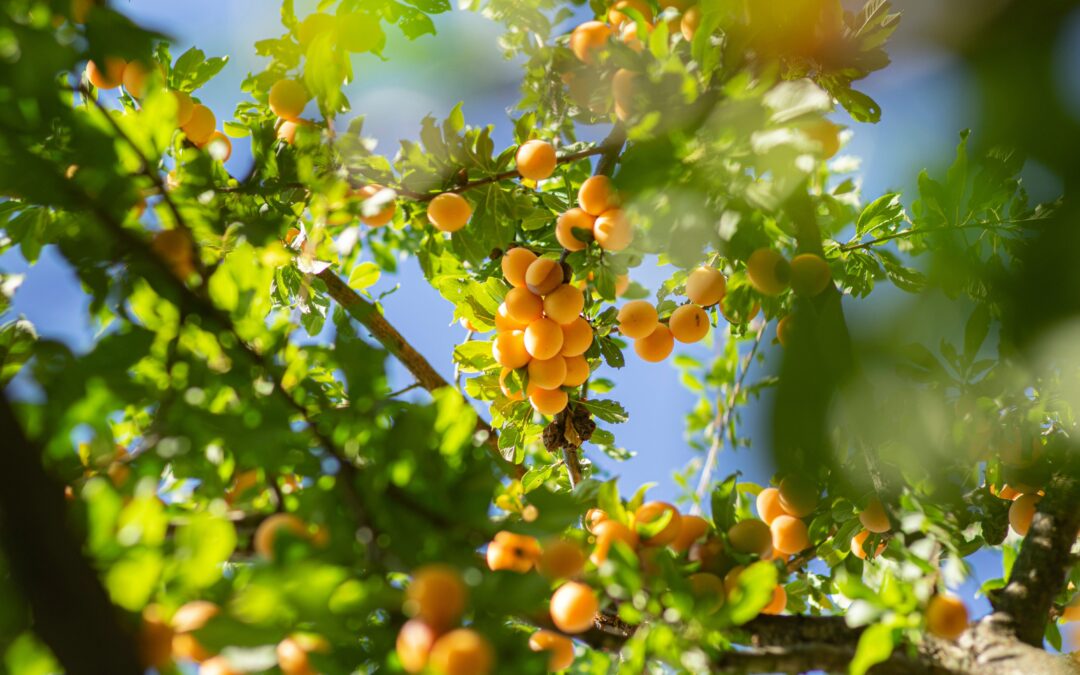 Éclaircissage des fruits : le guide complet pour optimiser la qualité et le rendement de votre verger