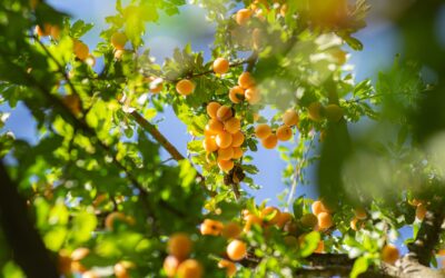 Éclaircissage des fruits : le guide complet pour optimiser la qualité et le rendement de votre verger