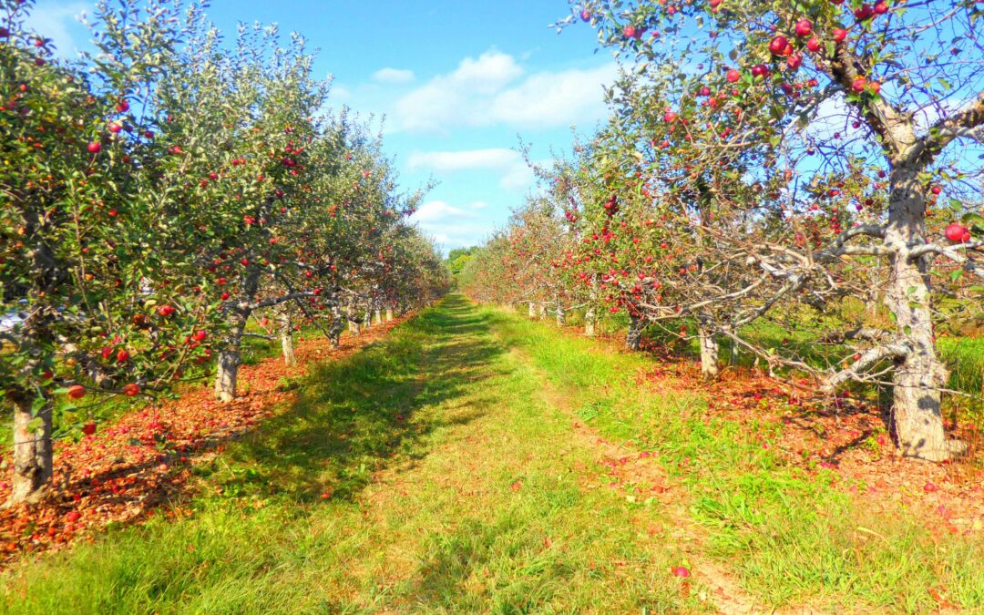 Pourquoi vos arbres fruitiers produisent moins ? Causes, diagnostics et solutions pour relancer votre verger