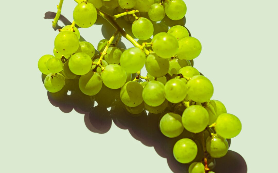 Entretien de la Vigne Toute l’Année : Le Guide Complet du Viticulteur