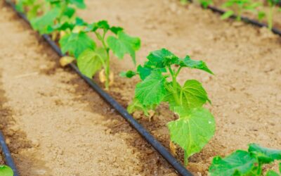 Pilotage de l’irrigation en maraîchage : guide critique essentiel