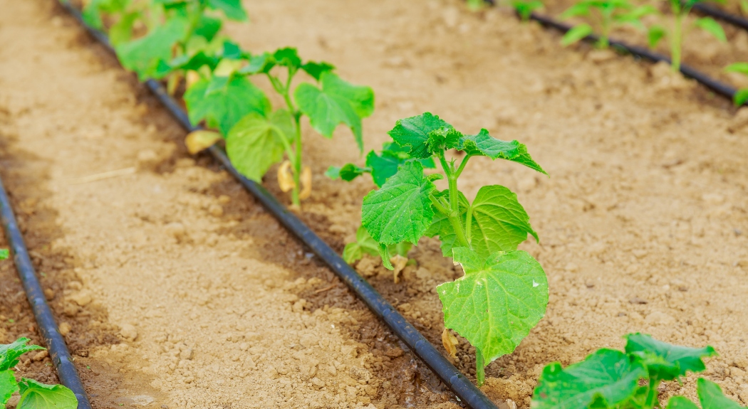 Pilotage de l’irrigation en maraîchage : guide critique essentiel
