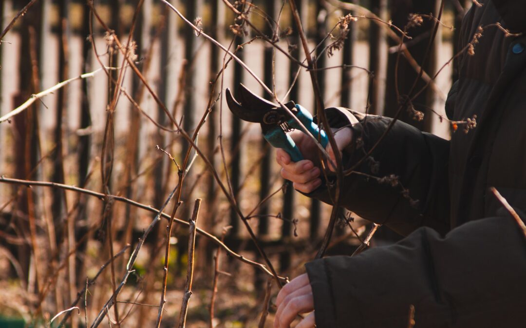 Taille de la Vigne : Guide Complet, Calendrier et Techniques Professionnelles