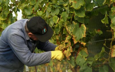 Prestataire viticole : pourquoi faire appel à des experts ?