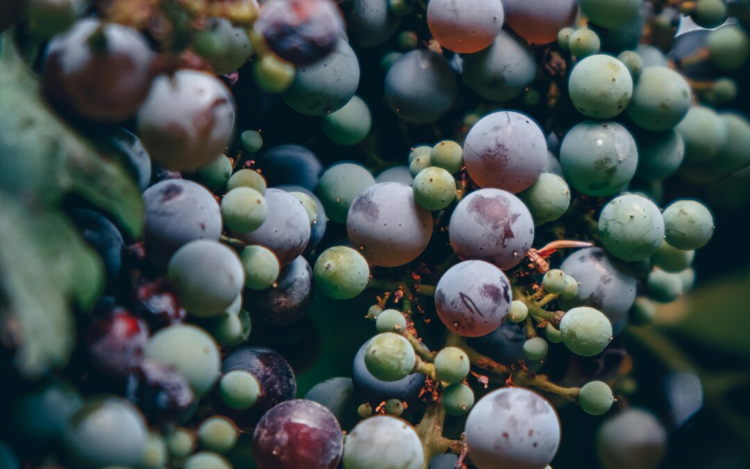 Maladies du bois en viticulture : guide critique ultime
