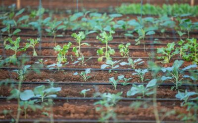 Irrigation Maraîchère : Guide Complet pour Optimiser l’Arrosage de vos Cultures Légumières