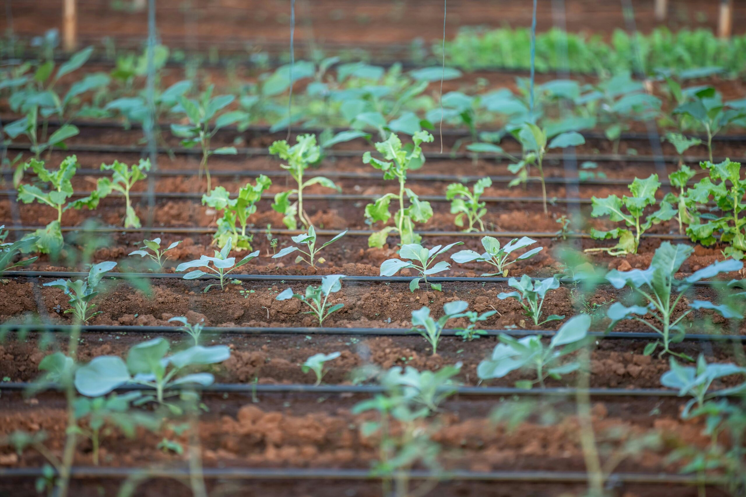 Irrigation Maraîchère : Guide Complet pour Optimiser l’Arrosage de vos Cultures Légumières