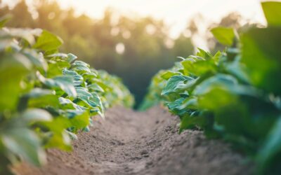 Entretien des sols en agriculture : guide puissant complet