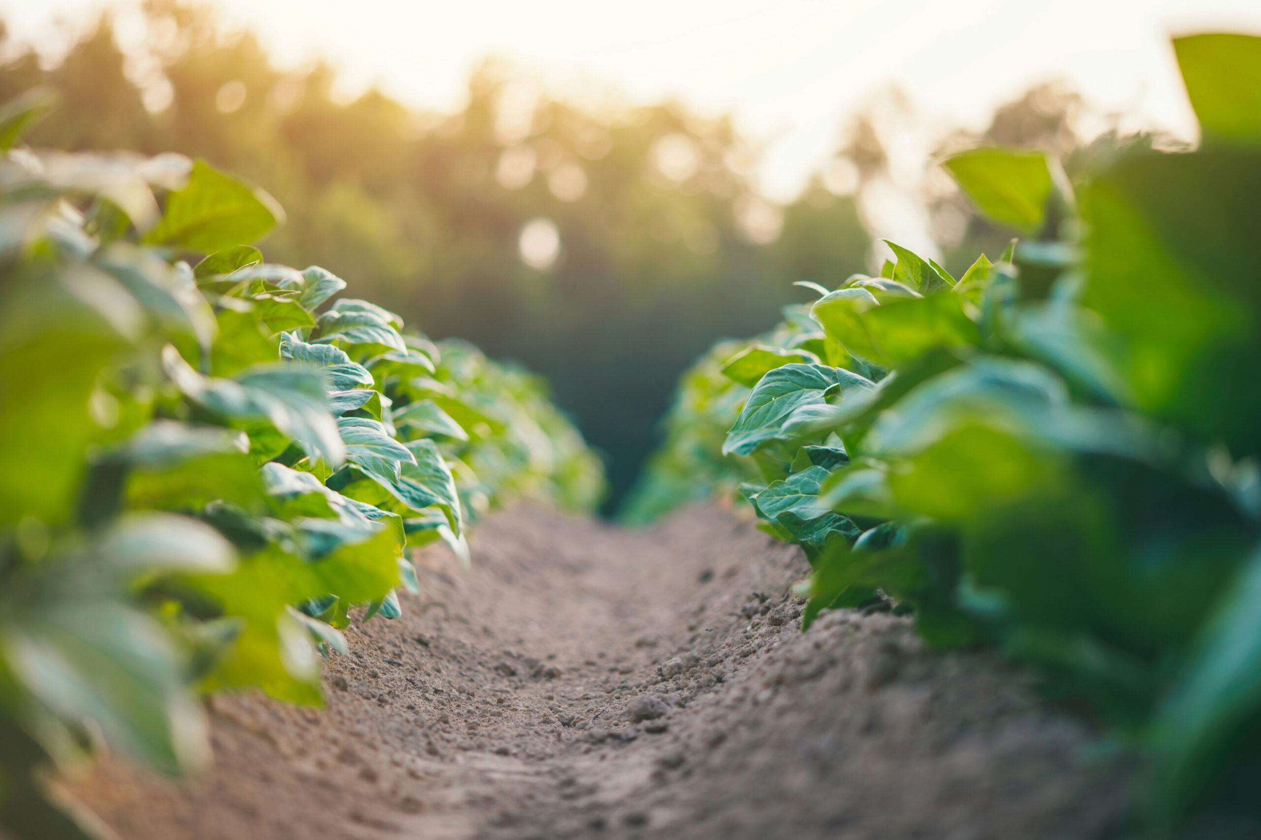 Entretien des sols en agriculture : guide puissant complet