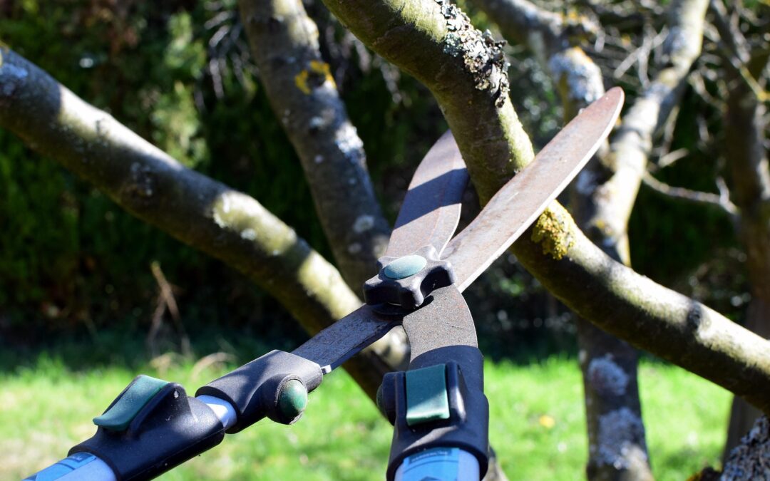 La taille en vert des arbres fruitiers