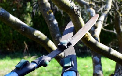 La taille en vert des arbres fruitiers